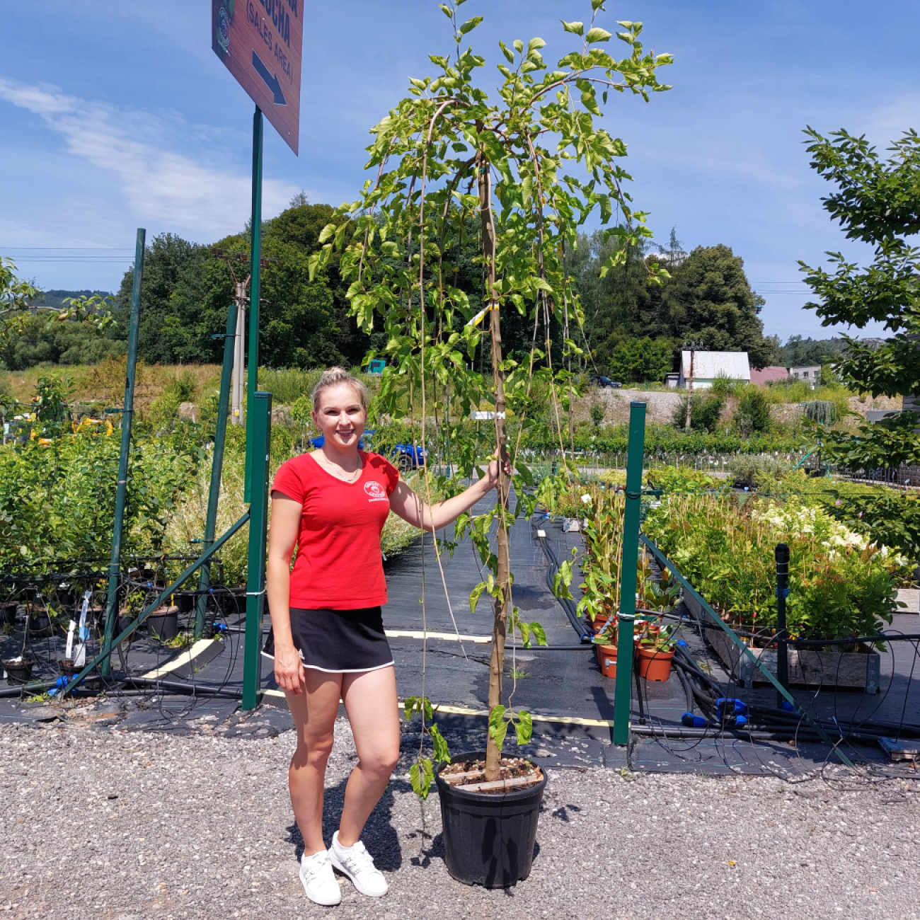Obrázok Moruša biela (Morus alba) ´ALBA PENDULA´ - výška 200-220 cm, obvod kmeňa 8/10 cm, kont. C25L - ČIERNOPLODÁ